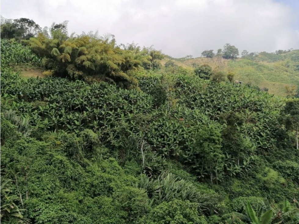 Finca Productiva en Venta en Marsella, Risaralda - 15 Cuadras — foto 6