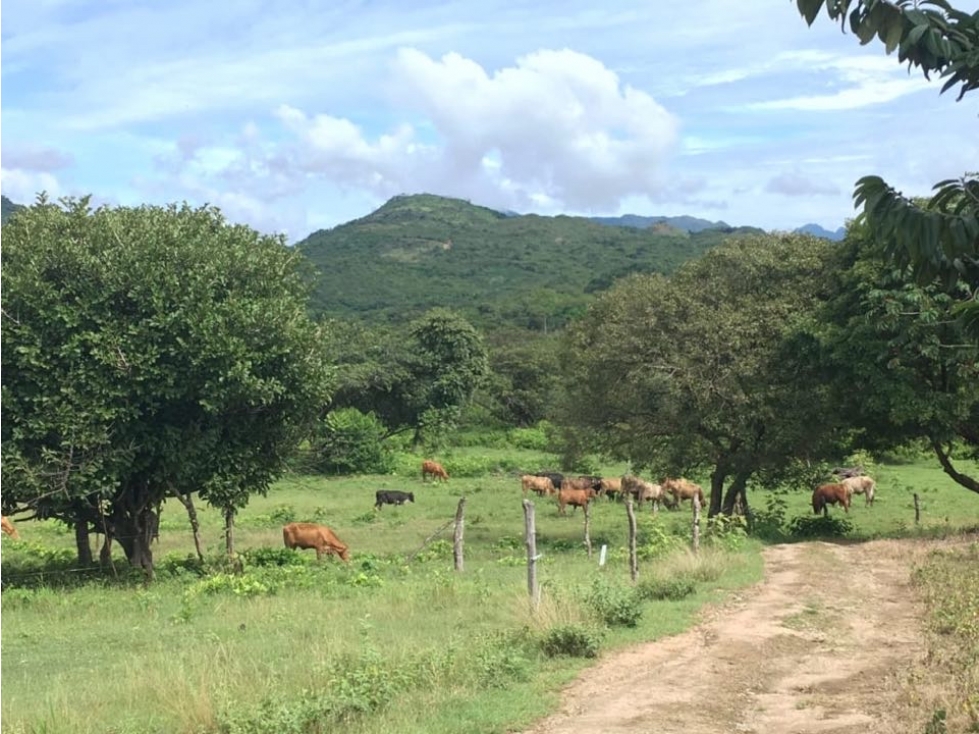 Se vende Finca Agropecuaria Penonome - 5