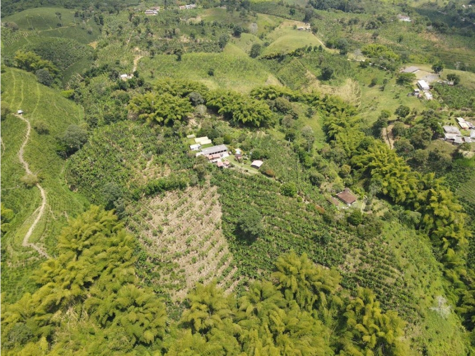 Finca productiva en venta sector Filandia - 2