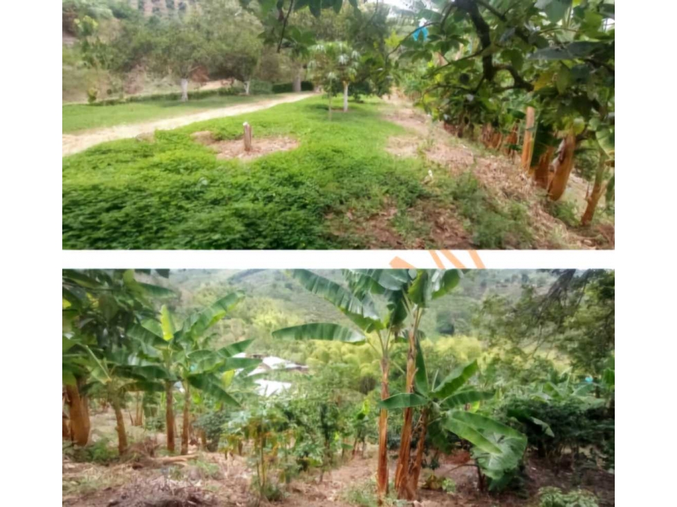 FINCA PRODUCTIVA MUY BIEN UBICADA EN.SEVILLA.VÍA A CAICEDONIA - 2