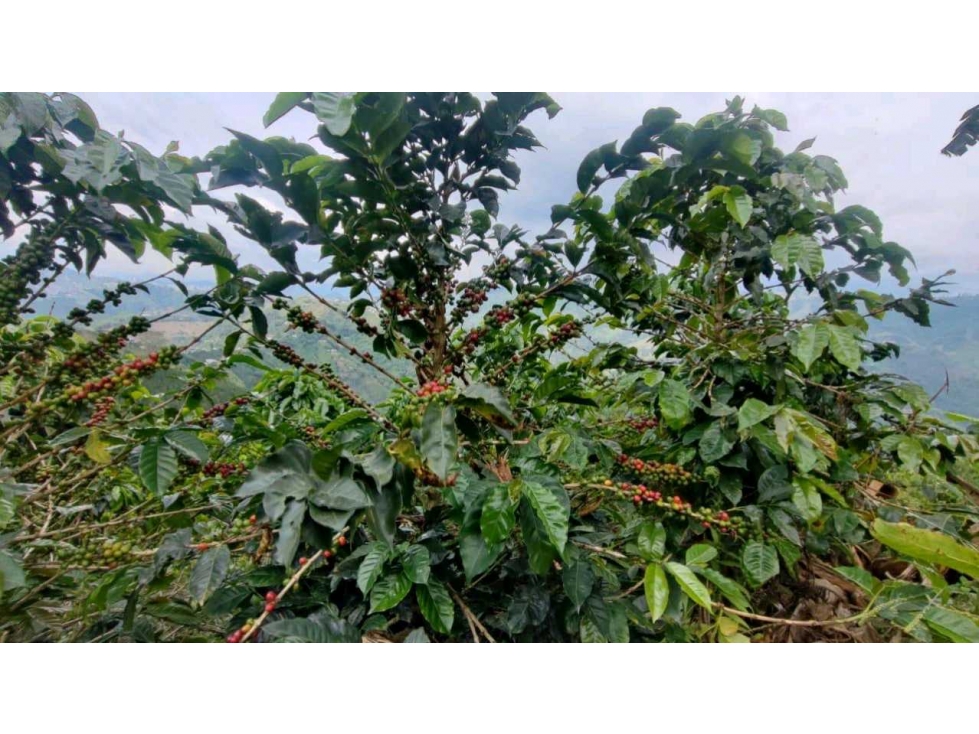 Finca Productiva y de Recreo Alto del Naranjo Manizales — foto 2