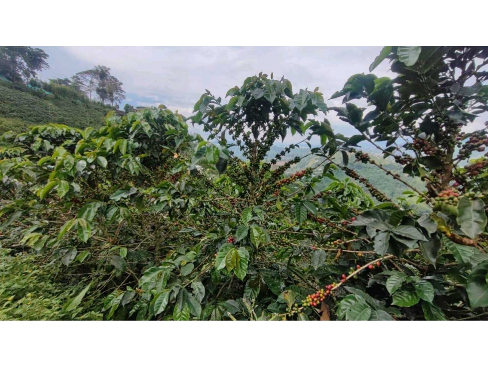 Finca Productiva y de Recreo Alto del Naranjo Manizales — foto 4