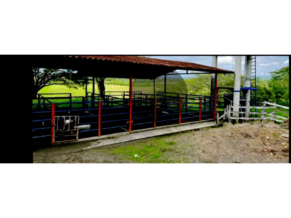 FINCA PRODUCTIVA Y GANADERA EN QUIMBAYA. - 4