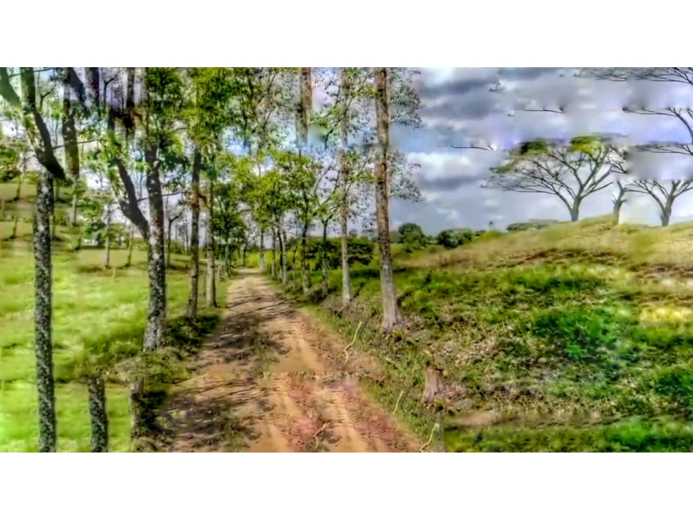 FINCA PRODUCTIVA Y GANADERA EN QUIMBAYA. - 5