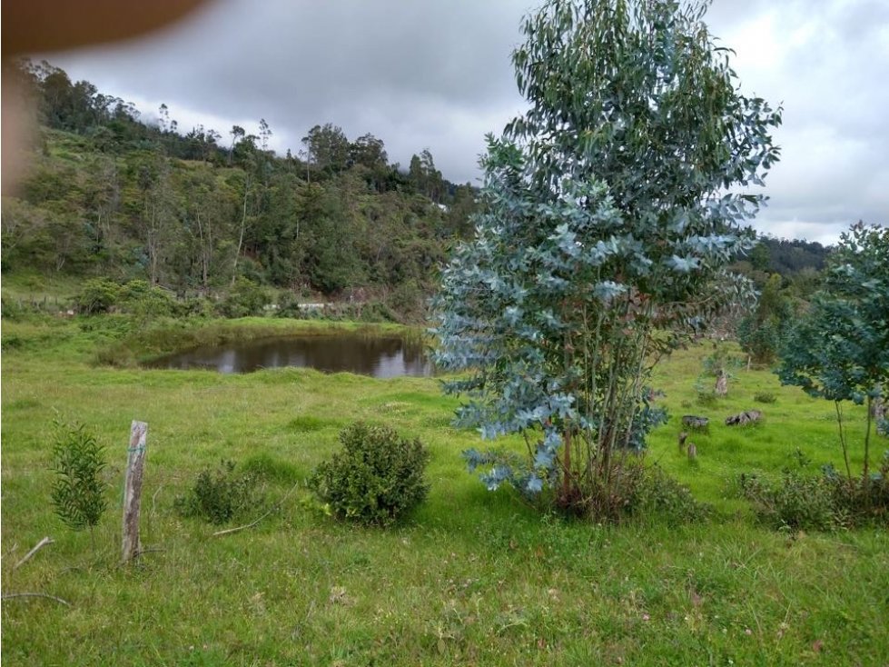Finca ubicada en el Municipio de Santa Sofía Boyaca 12.5 hectareas - 4
