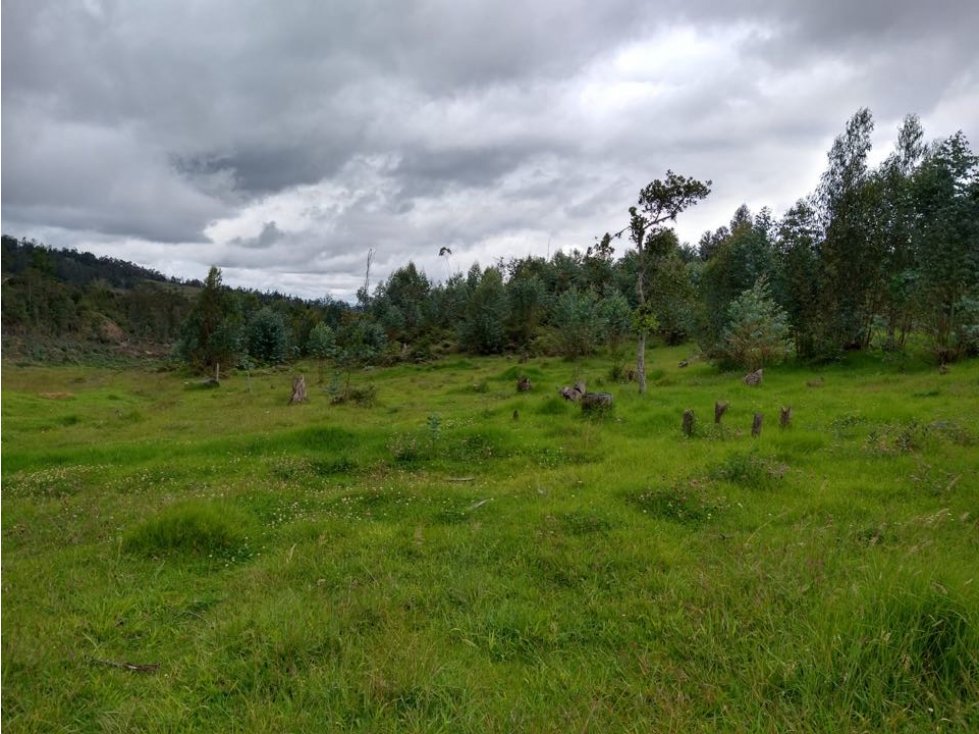 Finca ubicada en el Municipio de Santa Sofía Boyaca 12.5 hectareas - 5