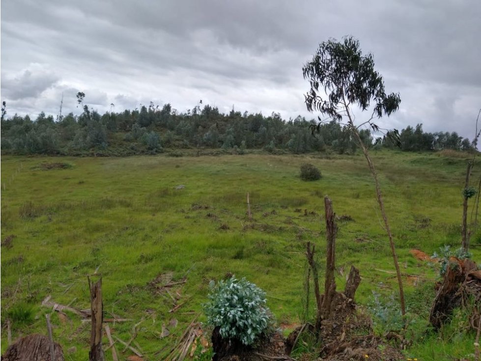 Finca ubicada en el Municipio de Santa Sofía Boyaca 12.5 hectareas - 1