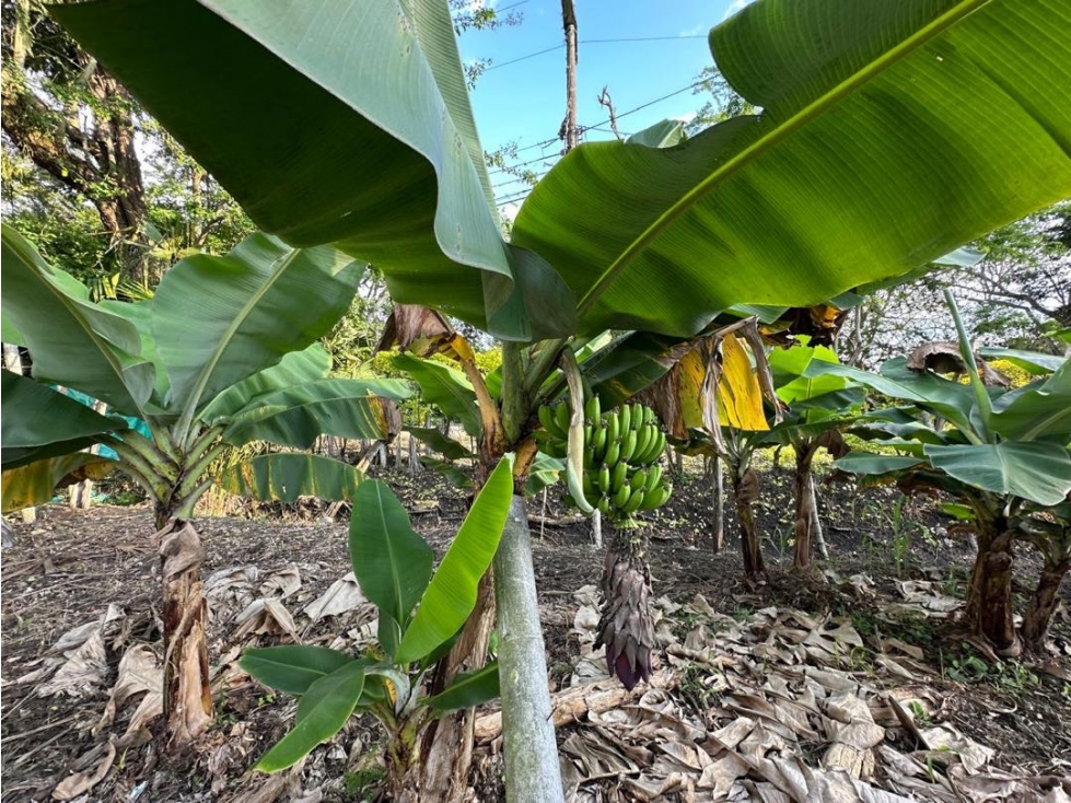 Lote sobre vía, Venta Ginebra Valle - 6
