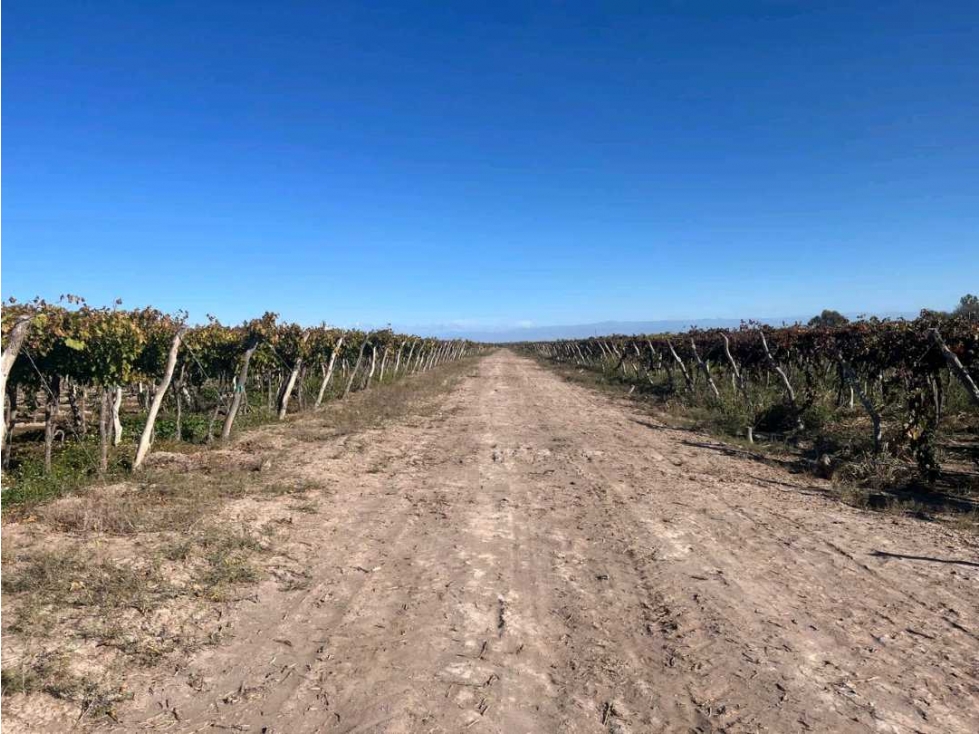 VENTA DE FINCA 96 HAS CON BODEGA - SAN MARTÍN, MENDOZA - 5