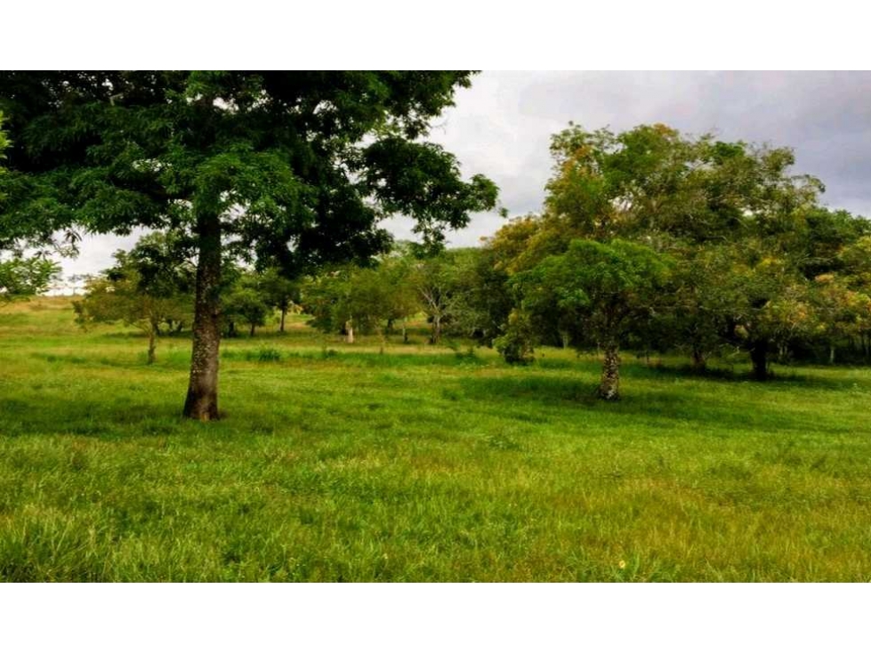OPORTUNIDAD Venta finca (ganado) Vereda Los Andes, Vistahermosa - 5