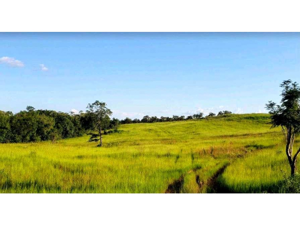 OPORTUNIDAD Venta finca (ganado) Vereda Los Andes, Vistahermosa - 2