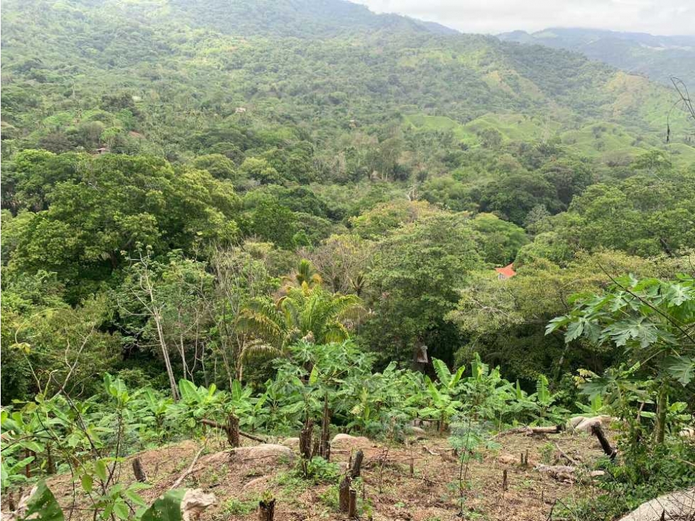 Gran lote de 8 hectáreas sobre la troncal del caribe, parque tayrona — foto 3