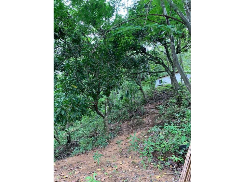Gran lote de 8 hectáreas sobre la troncal del caribe, parque tayrona — foto 4