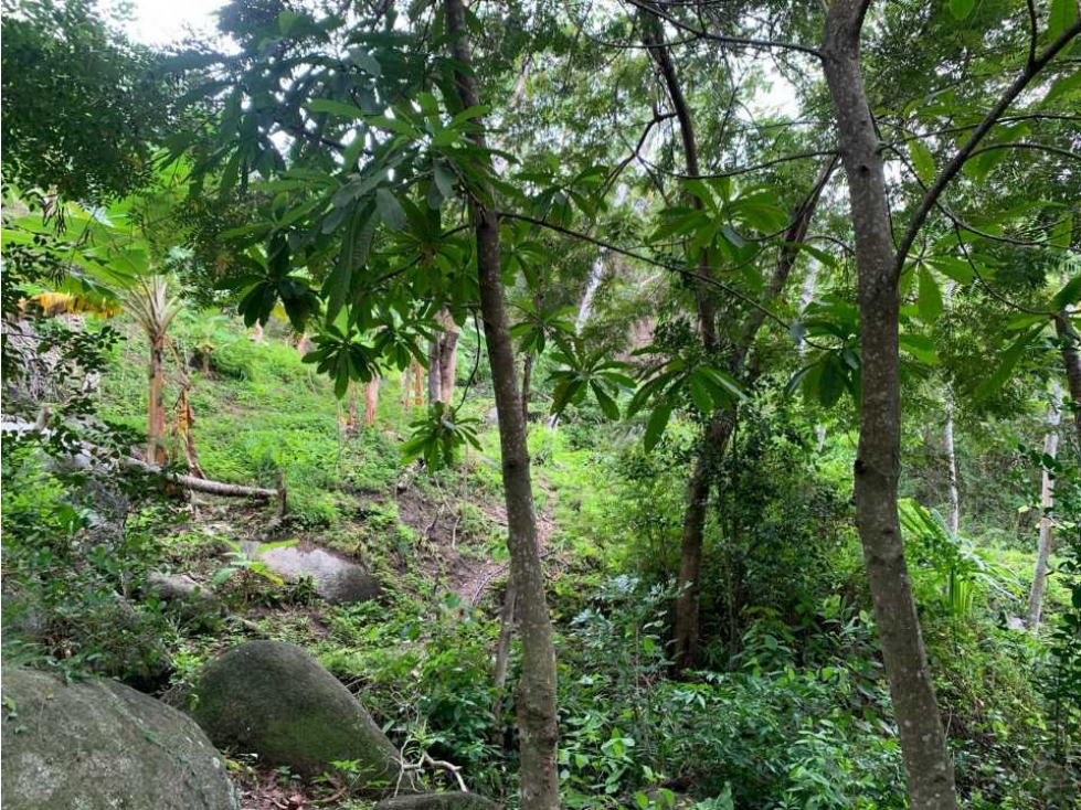 Gran lote de 8 hectáreas sobre la troncal del caribe, parque tayrona — foto 5