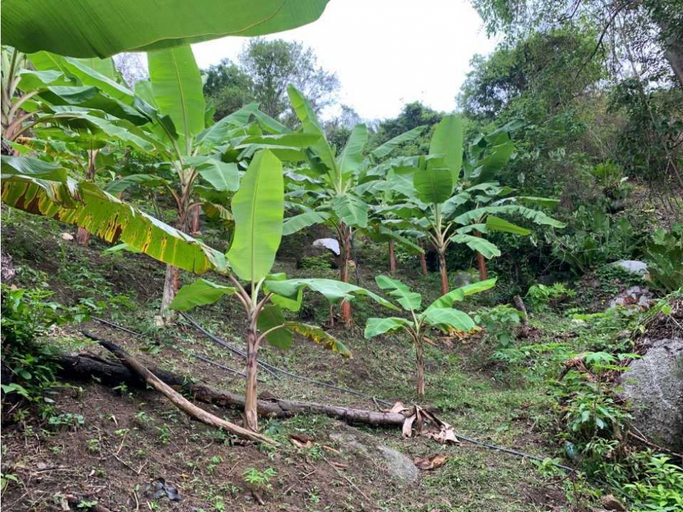 Gran lote de 8 hectáreas sobre la troncal del caribe, parque tayrona
