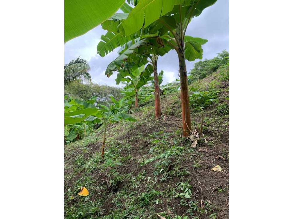 Gran lote de 8 hectáreas sobre la troncal del caribe, parque tayrona — foto 6