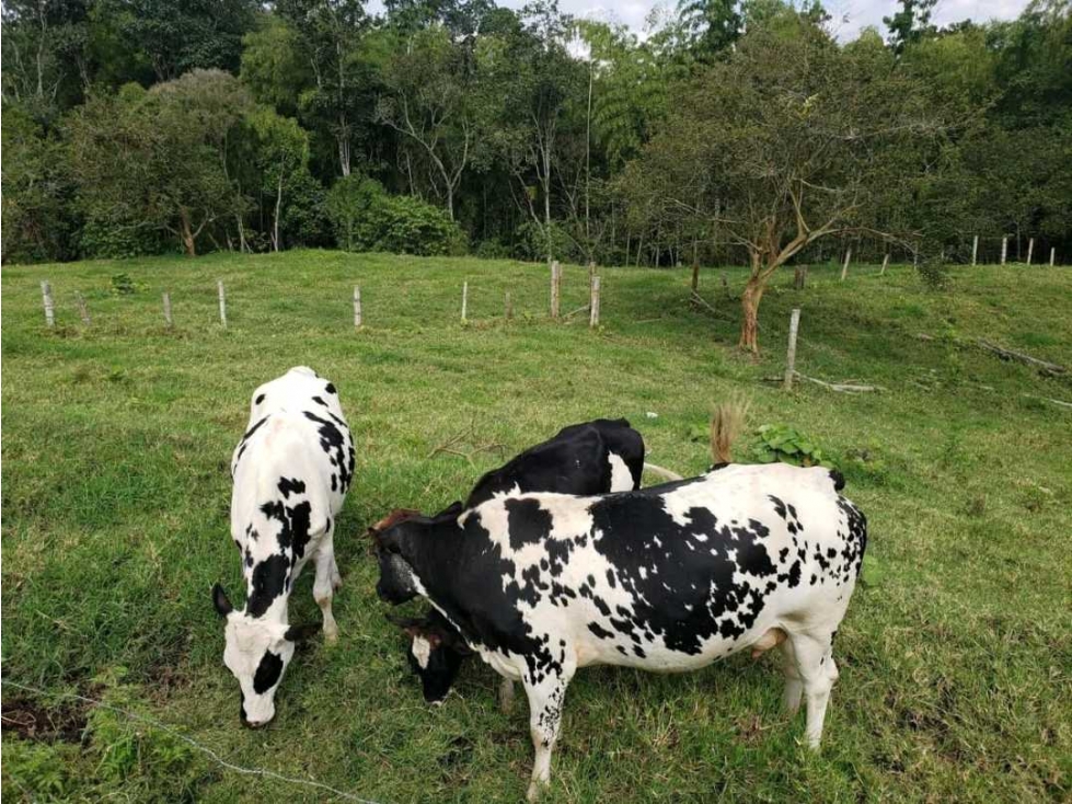 Granja Integral Productiva en Venta Vía Condina, Sector La Gramínea — foto 2