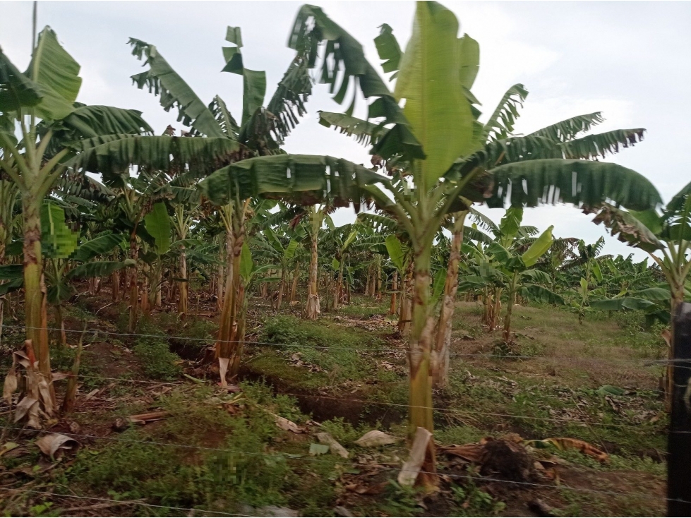 HACIENDA BOLA DE ORO O LA TRINIDAD - 1