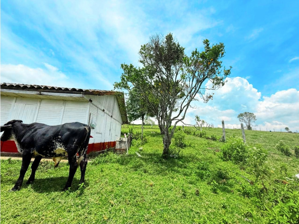 Hacienda en Venta - Antioquia Caldas - 2