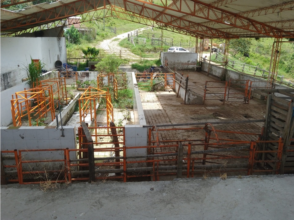 Hacienda en Venta - Antioquia Caldas - 5