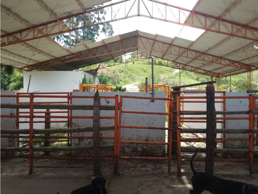 Hacienda en Venta - Antioquia Caldas - 6