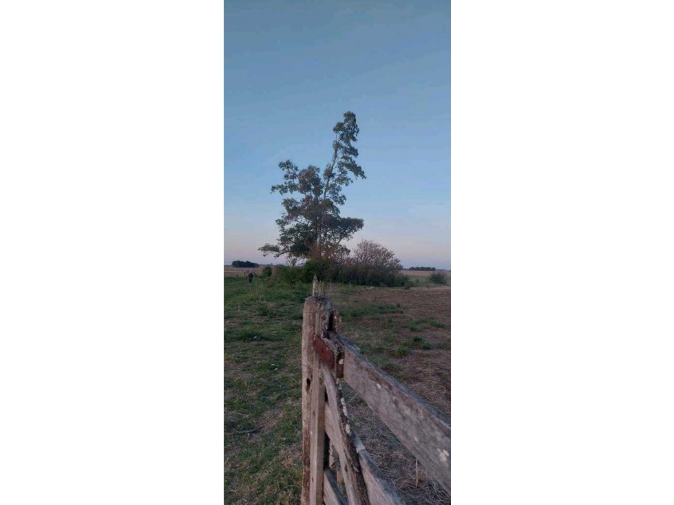 HARAS 30 HECTAREAS, BRANDSEN, BUENOS AIRES, ARGENTINA - 6