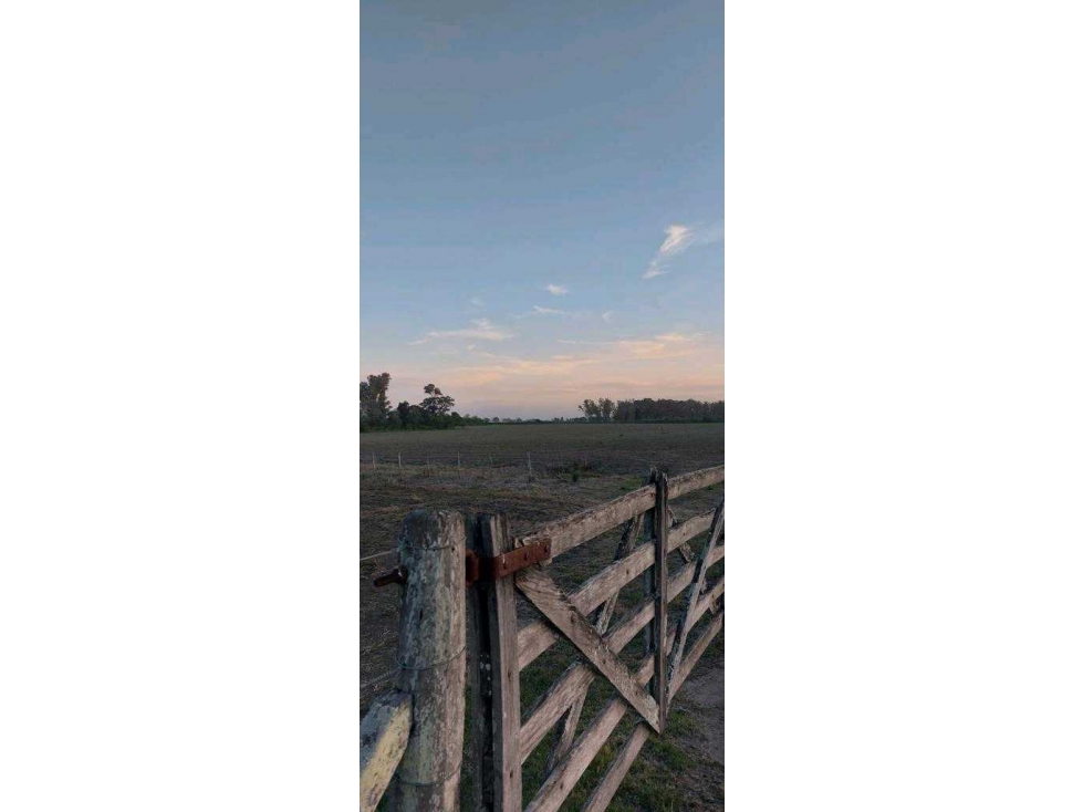 HARAS 30 HECTAREAS, BRANDSEN, BUENOS AIRES, ARGENTINA - 4