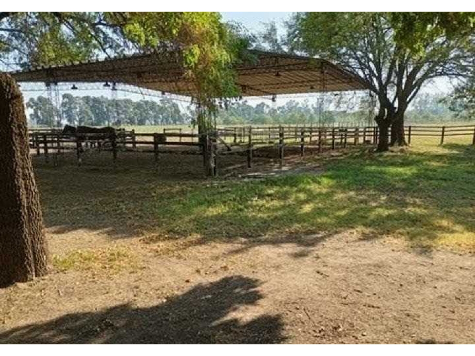 HARAS 60 HECTAREAS, SAN ANDRES DE GILES, BUENOS AIRES, ARGENTINA - 5