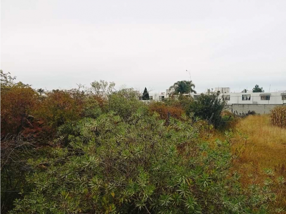 HECTAREA EN VENTA EL DURAZNO ALTOZANO — foto 4