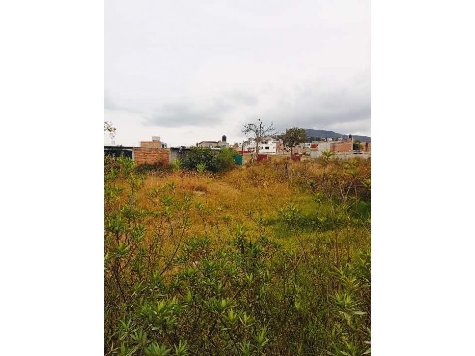 HECTAREA EN VENTA EL DURAZNO ALTOZANO — foto 6