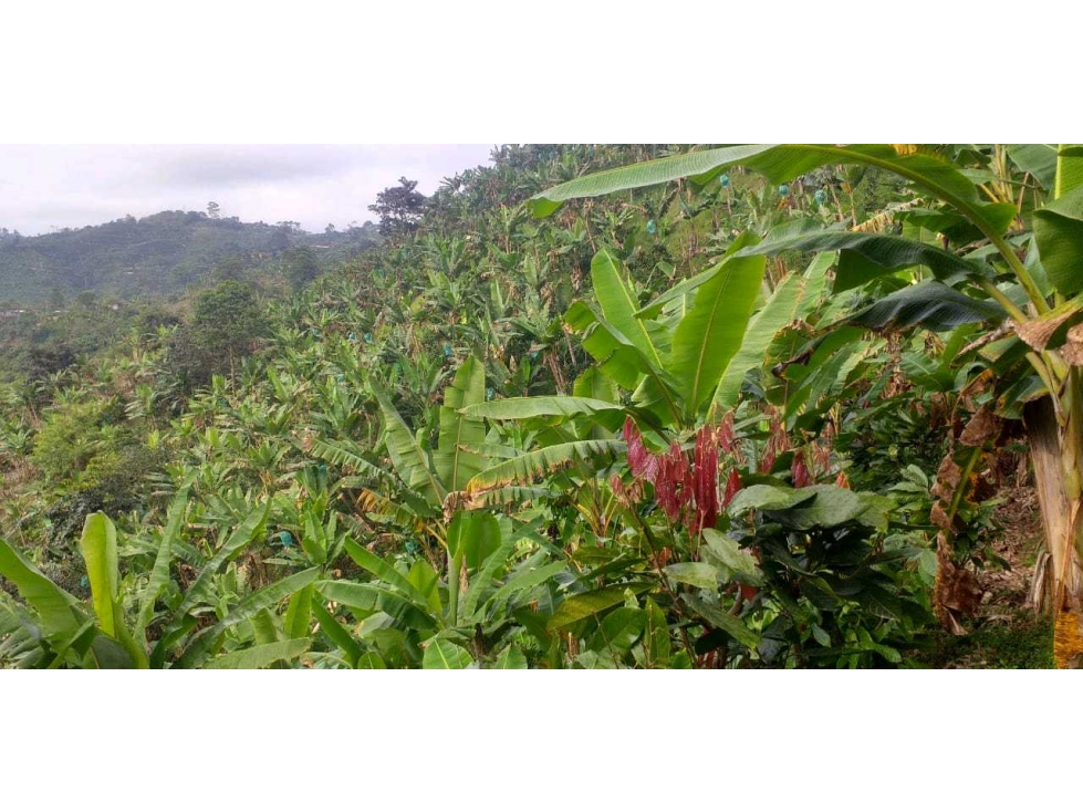 Hermosa finca en producción Mixta via Marsella-Risarálda - 2