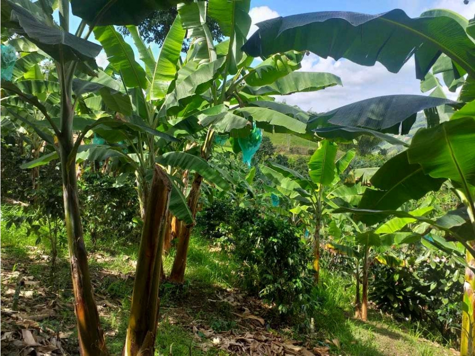 Hermosa finca en producción Mixta via Marsella-Risarálda - 3