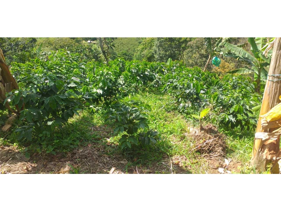 Hermosa finca en producción Mixta via Marsella-Risarálda - 4