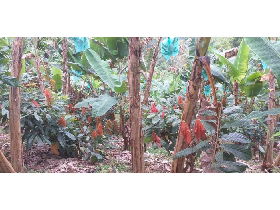 Hermosa finca en producción Mixta via Marsella-Risarálda - 5