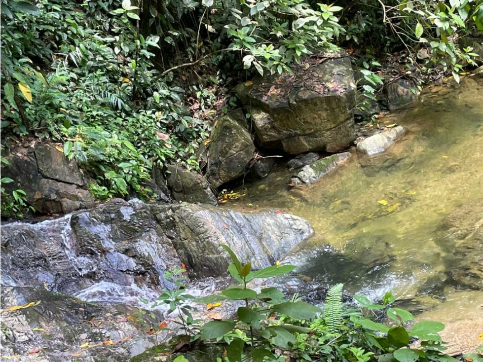 HERMOSO LOTE CON BOSQUE VIRGEN EN BURITACA PARA PROYECTO ECOTURISTICO