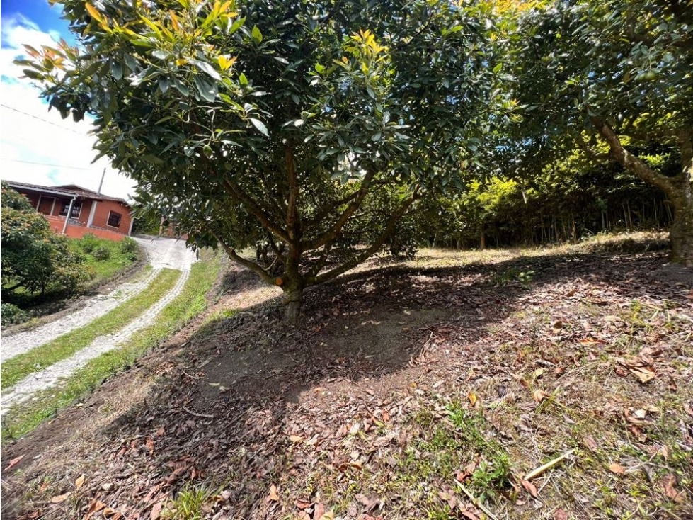 HERMOSO LOTE EN VENTA EL CARMEN DE VIBORAL CON EXCELENTE UBICACIÓN — foto 3