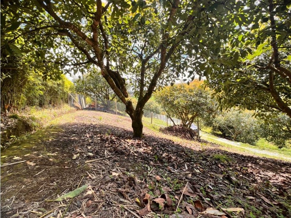 HERMOSO LOTE EN VENTA EL CARMEN DE VIBORAL CON EXCELENTE UBICACIÓN — foto 2