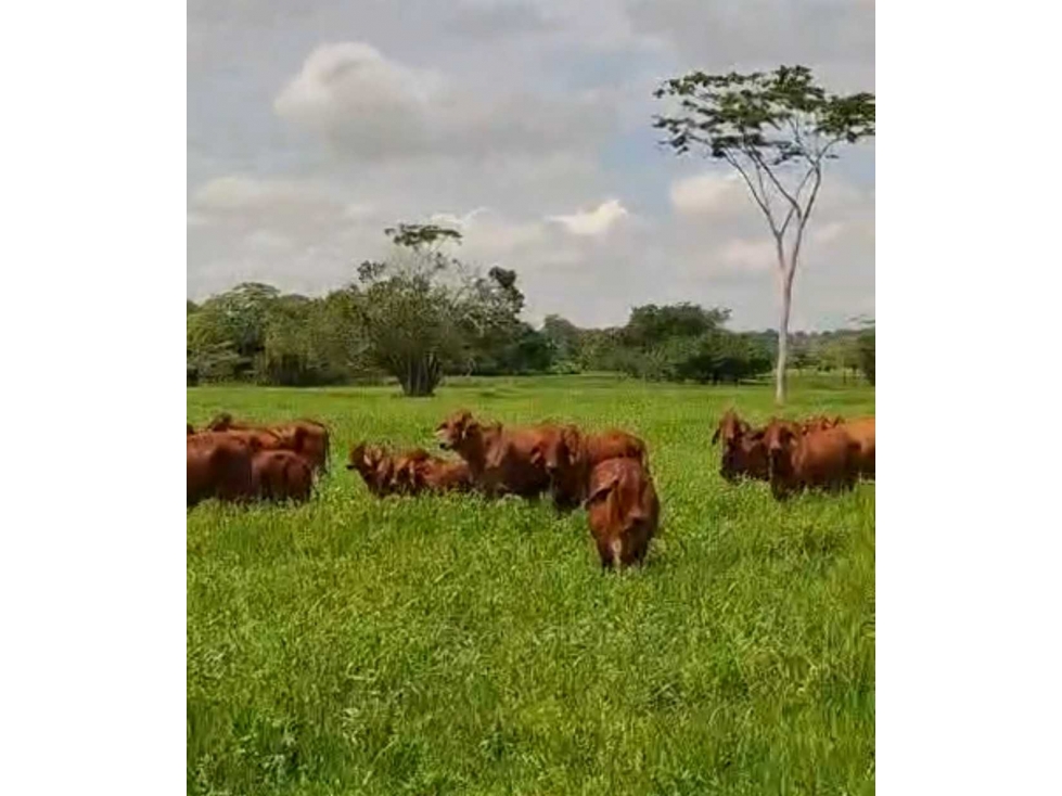 (J) Finca Ganadera a la venta en Buenavista Cordoba 398 ha - 1