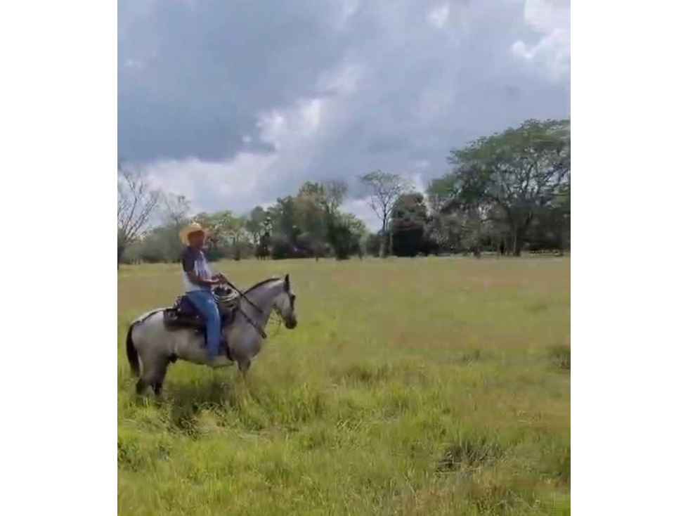 (J) Finca Ganadera a la venta en Buenavista Cordoba 398 ha - 2