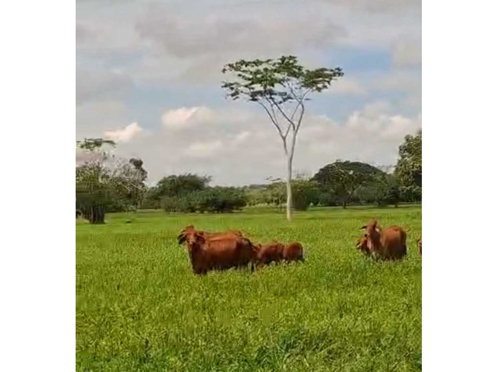 (J) Finca Ganadera a la venta en Buenavista Cordoba 398 ha - 4