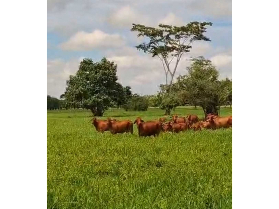 (J) Finca Ganadera a la venta en Buenavista Cordoba 398 ha - 5