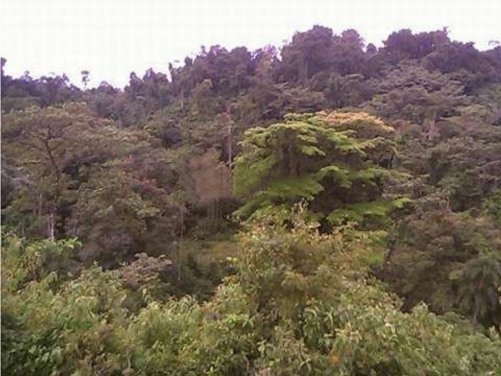 Land in Gamboa — foto 2