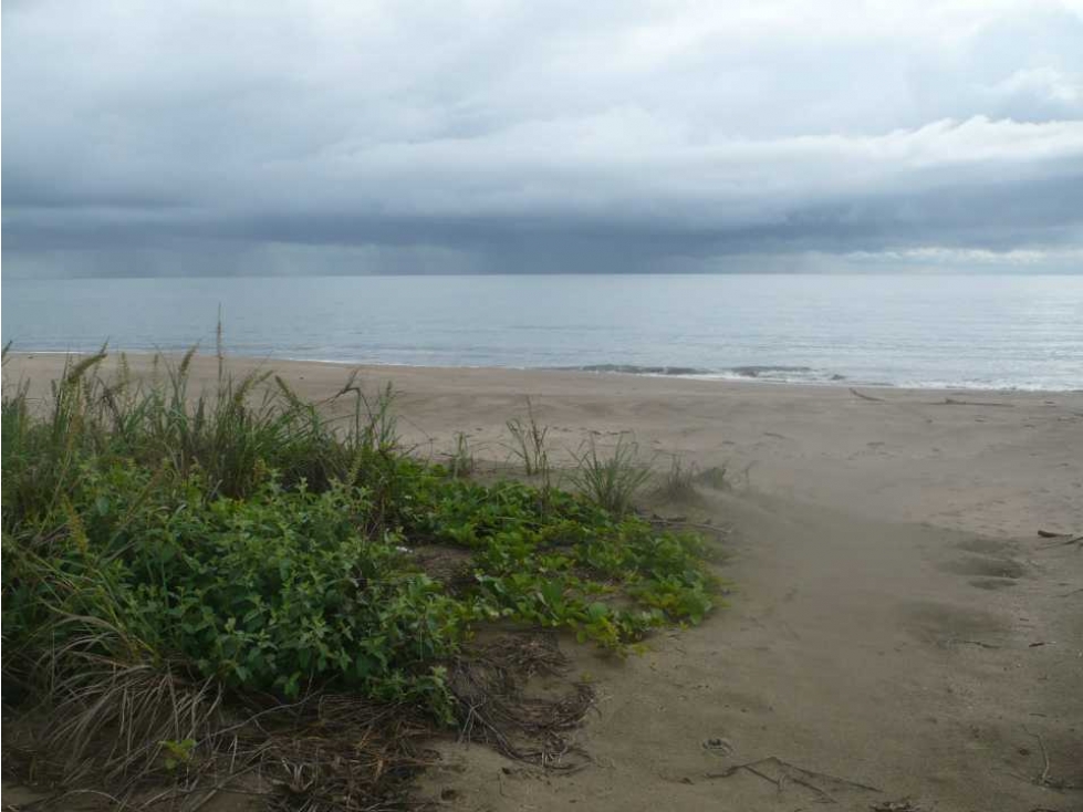 LAS TABLAS / A LA ORILLA DE LA PLAYA POCRI / 2.5 HECTÁREAS - 4