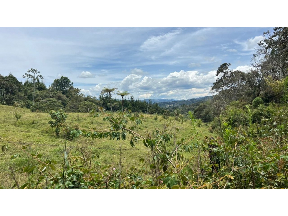 Venta, lote 100.117mt2 Ubicado en Sajonia con licencias activas — foto 3