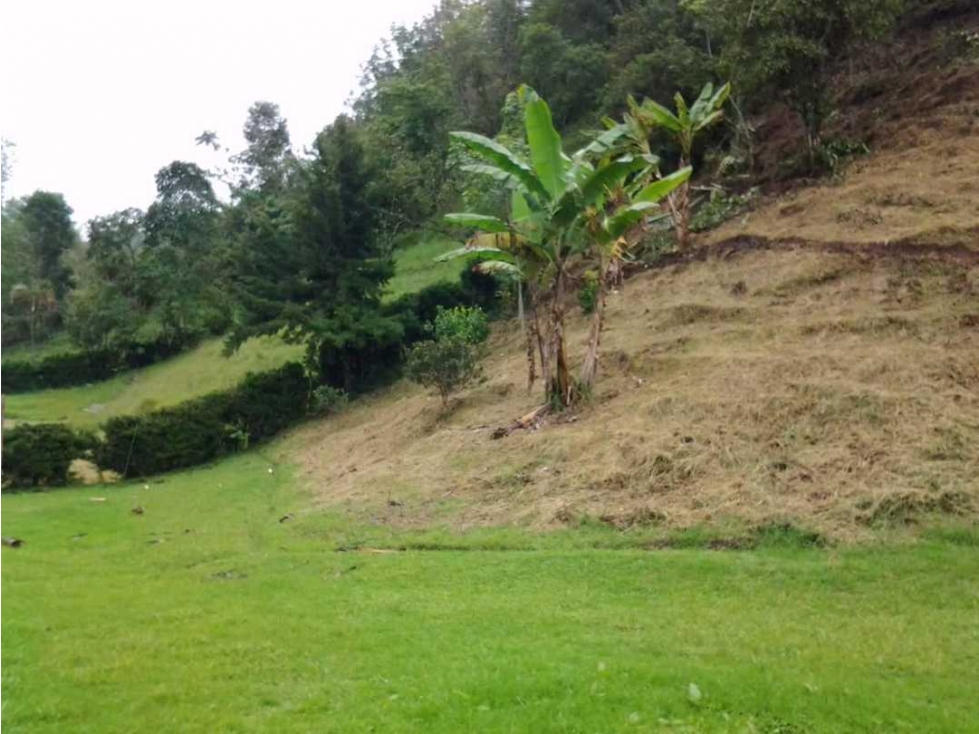 Lote campestre en Salento, excelente ubicación y clima agradable - 2