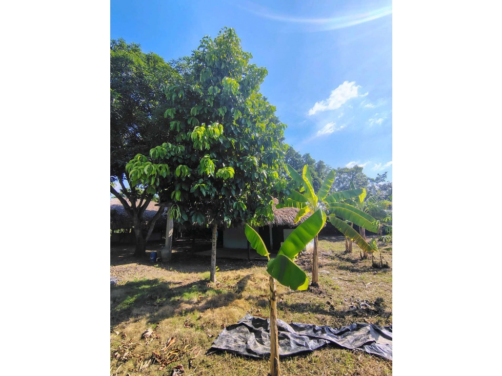LOTE CAMPESTRE EN VENTA EN MONTERIA — foto 6