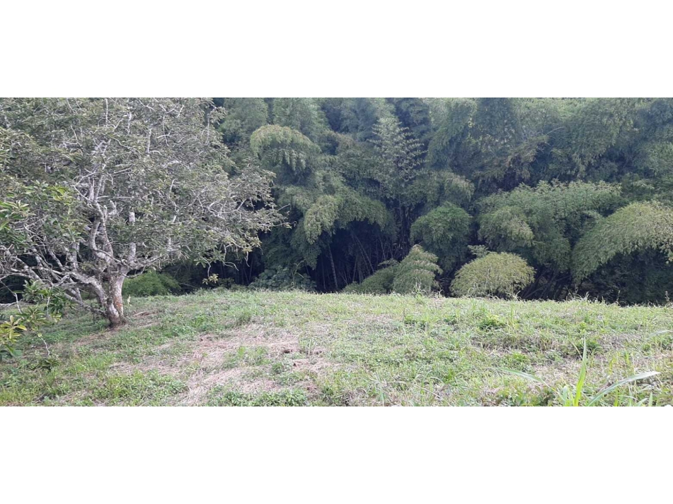 Lote Campestre Para la Venta Entre Quimbaya y Alcala - 4
