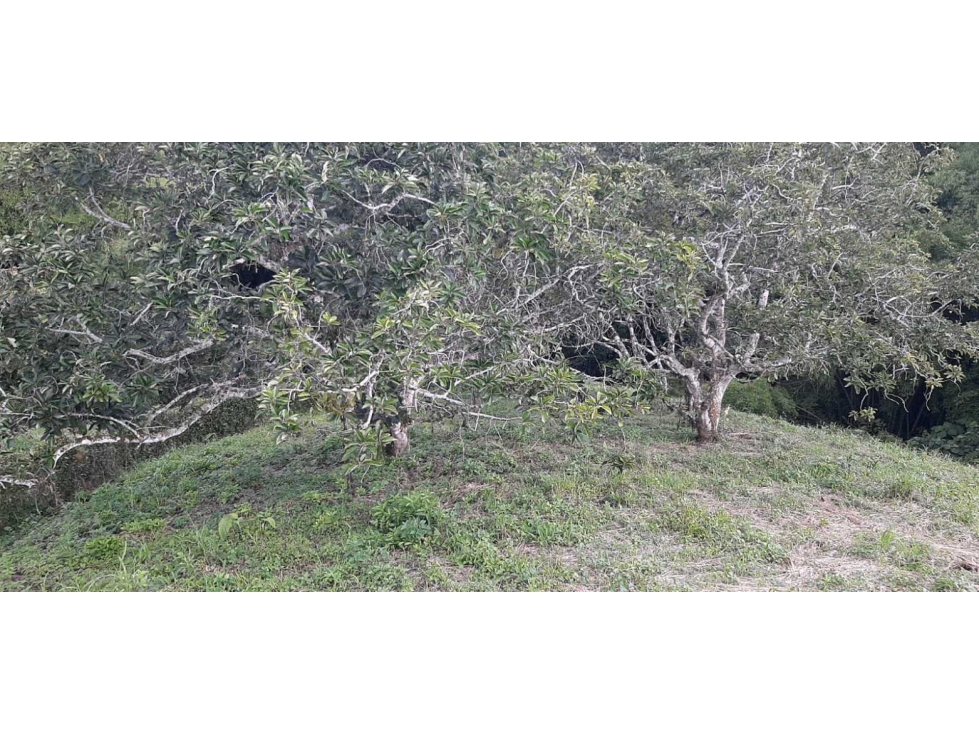 Lote Campestre Para la Venta Entre Quimbaya y Alcala - 5