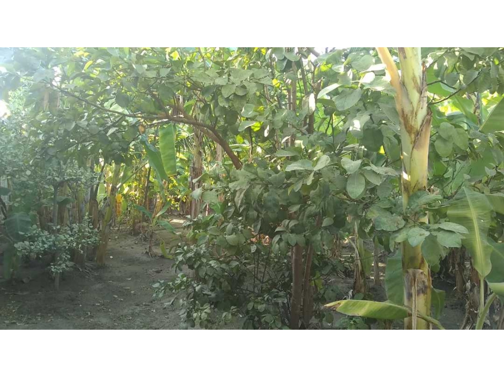 Lote Cerca al Aeropuerto Santa Marta Colombia — foto 3