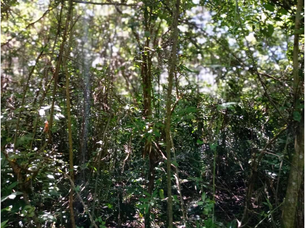 Lote cerca al río via Parque Tayrona Santa Marta Colombia — foto 3